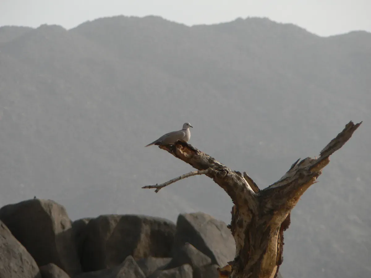 File:Streptopelia roseogrisea, Tchirozérine, Niger 1.jpg