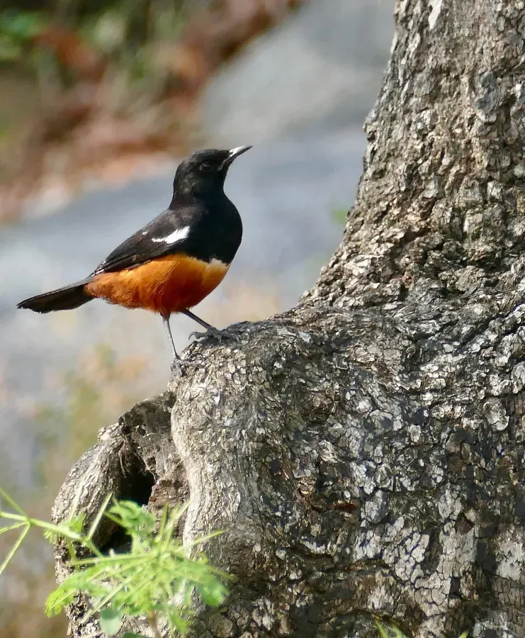 File:Day 6 Mocking Cliff-Chat (Thamnolaea cinnamomeiventris) male ... (53423618771).jpg