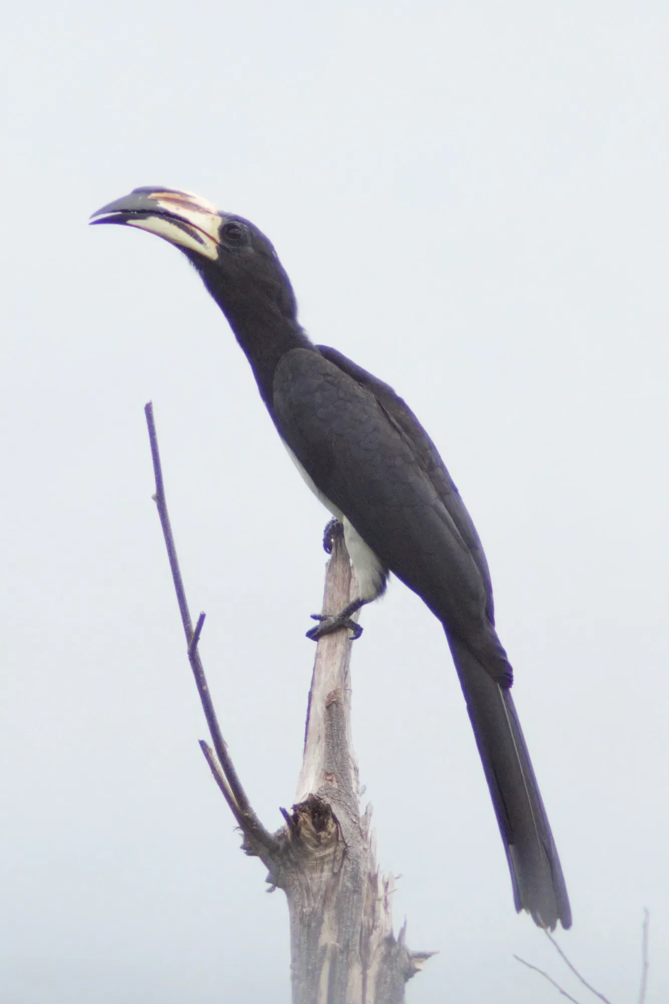 File:Lophoceros fasciatus.jpg