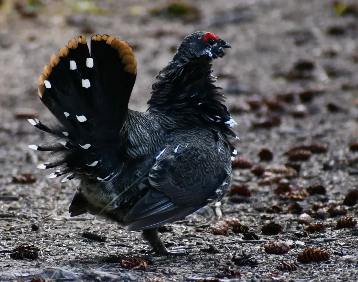 File:Canachites canadensis 304612404.jpg