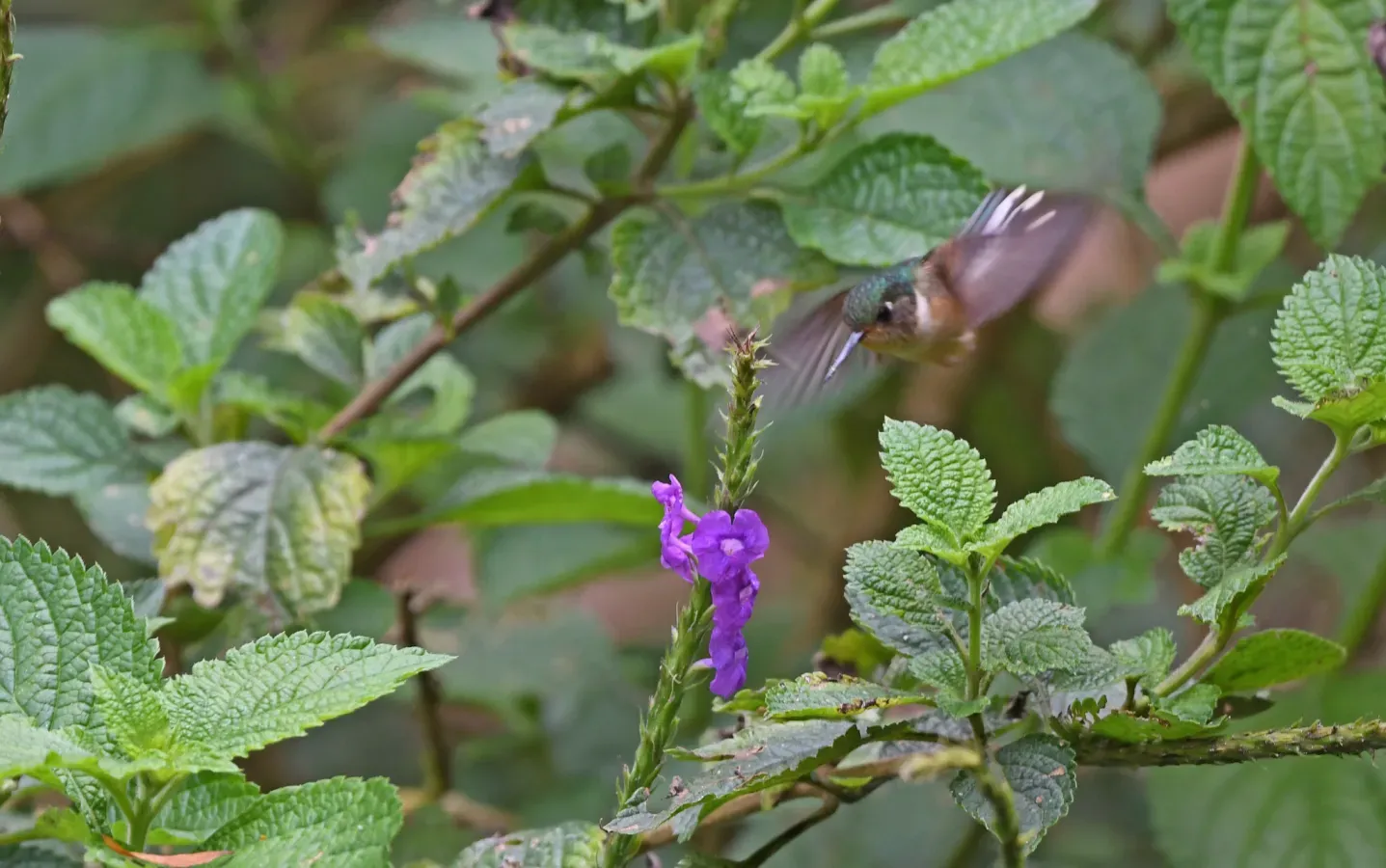 File:Phlogophilus harterti 325706703.jpg