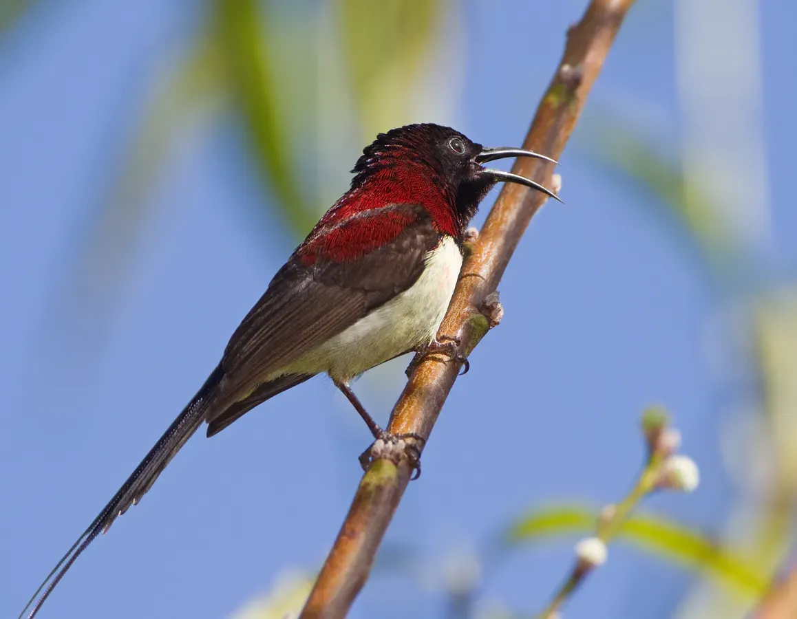 File:Aethopyga saturata – Ang Khang.jpg
