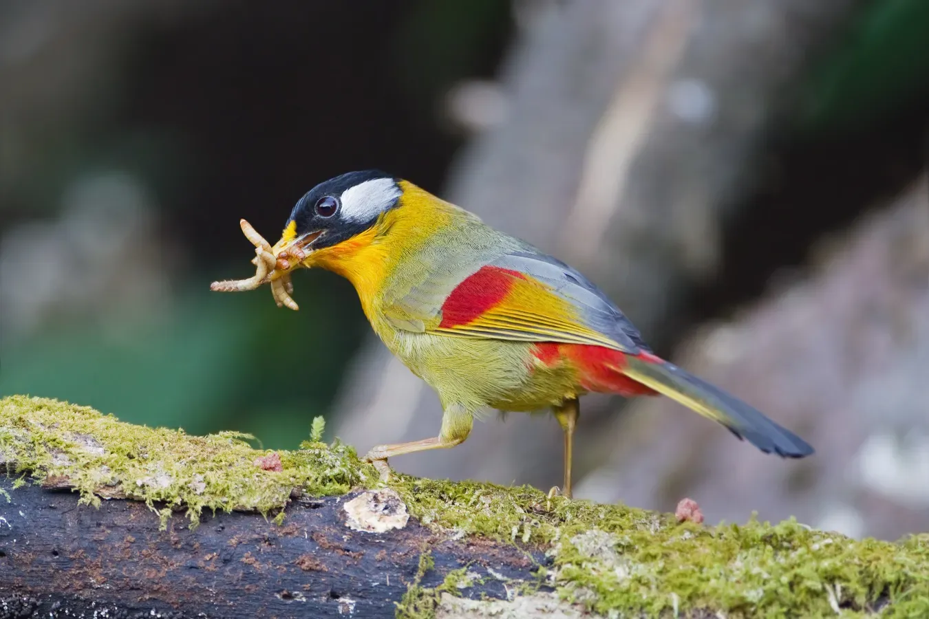 File:Leiothrix argentauris - Mae Wong.jpg