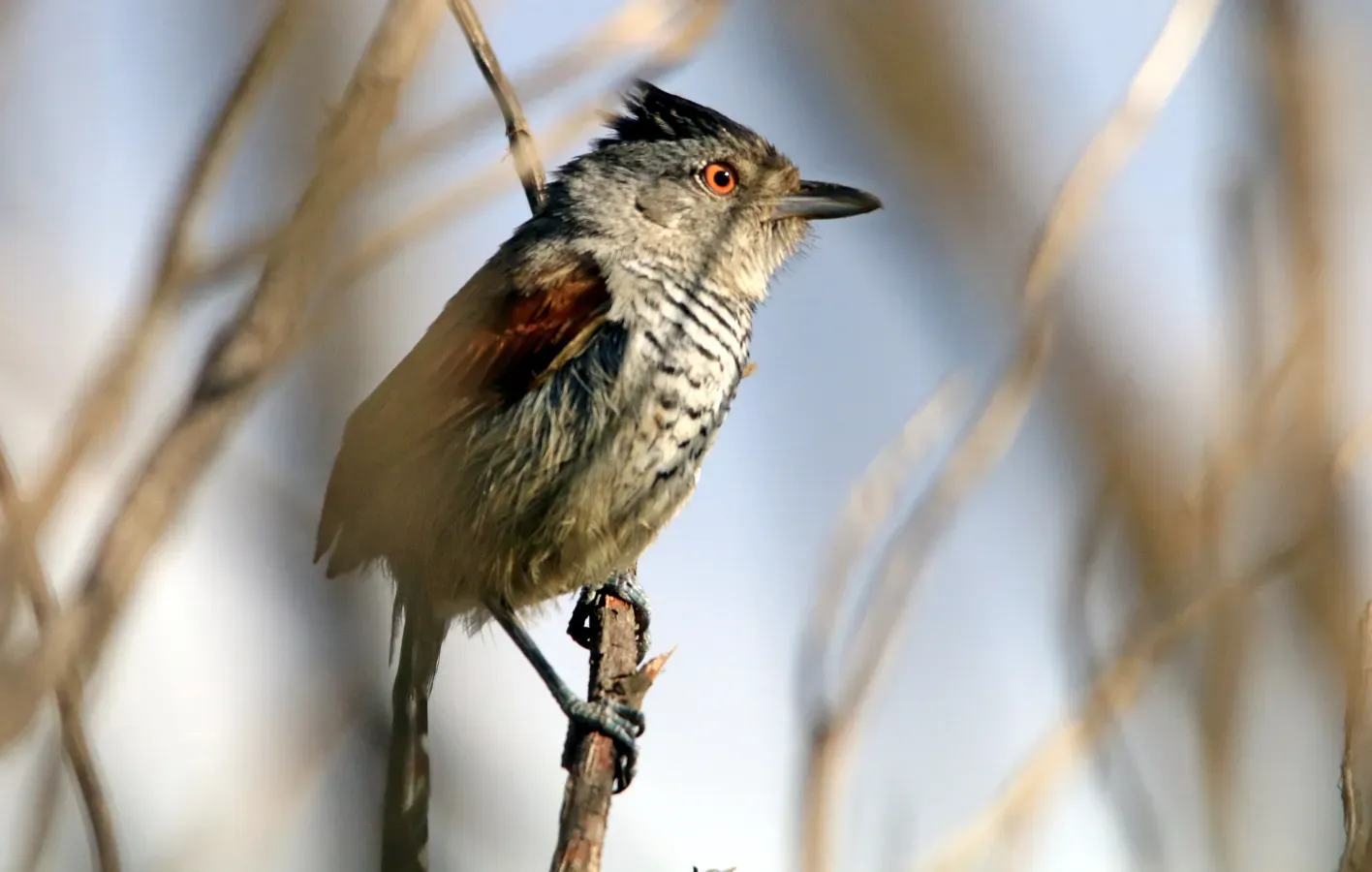 File:Choca de asa vermelha - Thamnophilus torquatus (29553063347).jpg