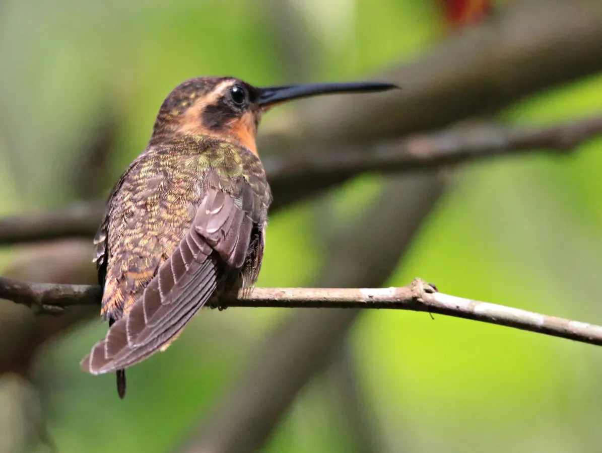 File:Beija flor Rajado - Ramphodon naevius (27155389307).jpg