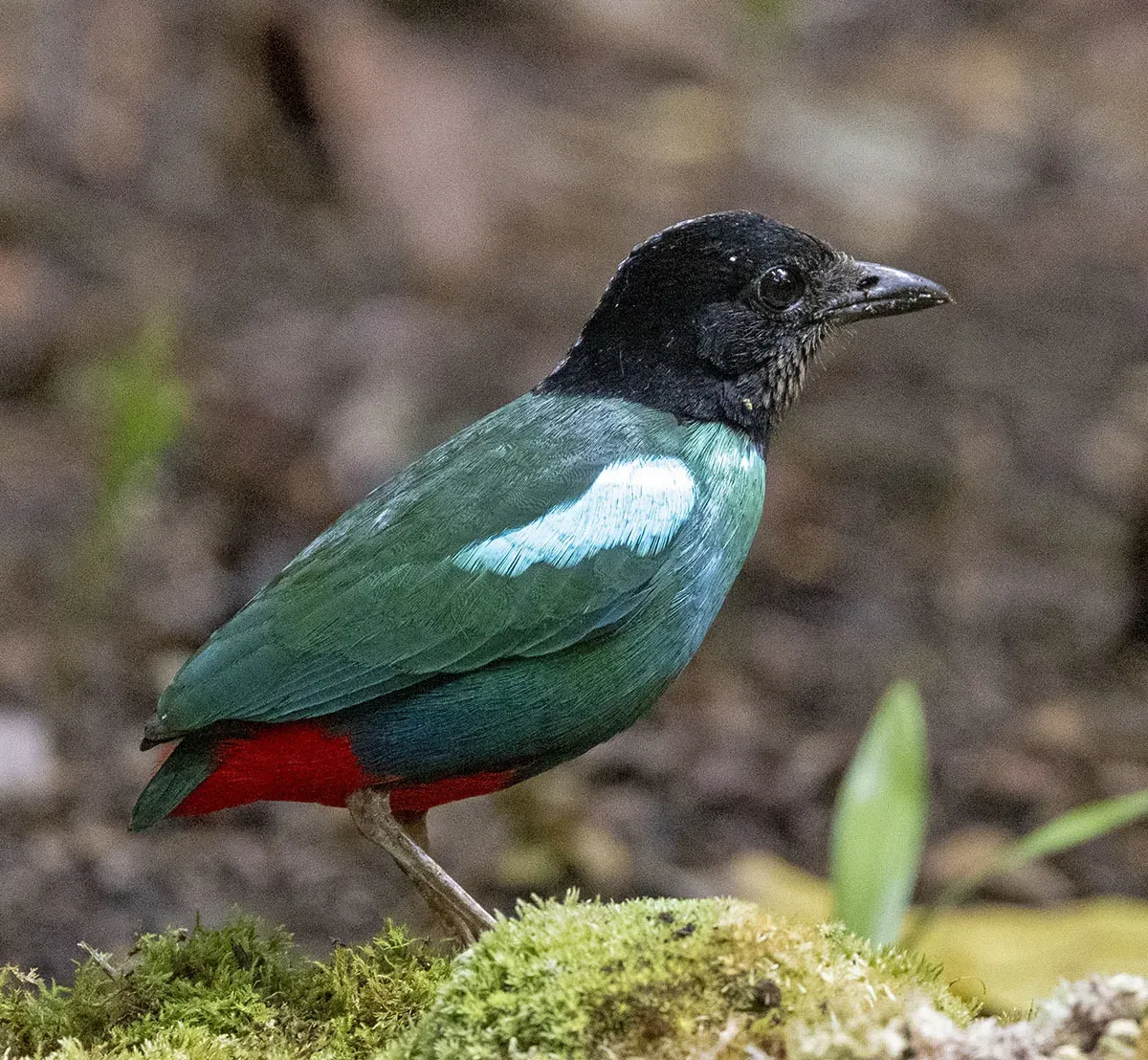 File:Pitta novaeguineae.jpg