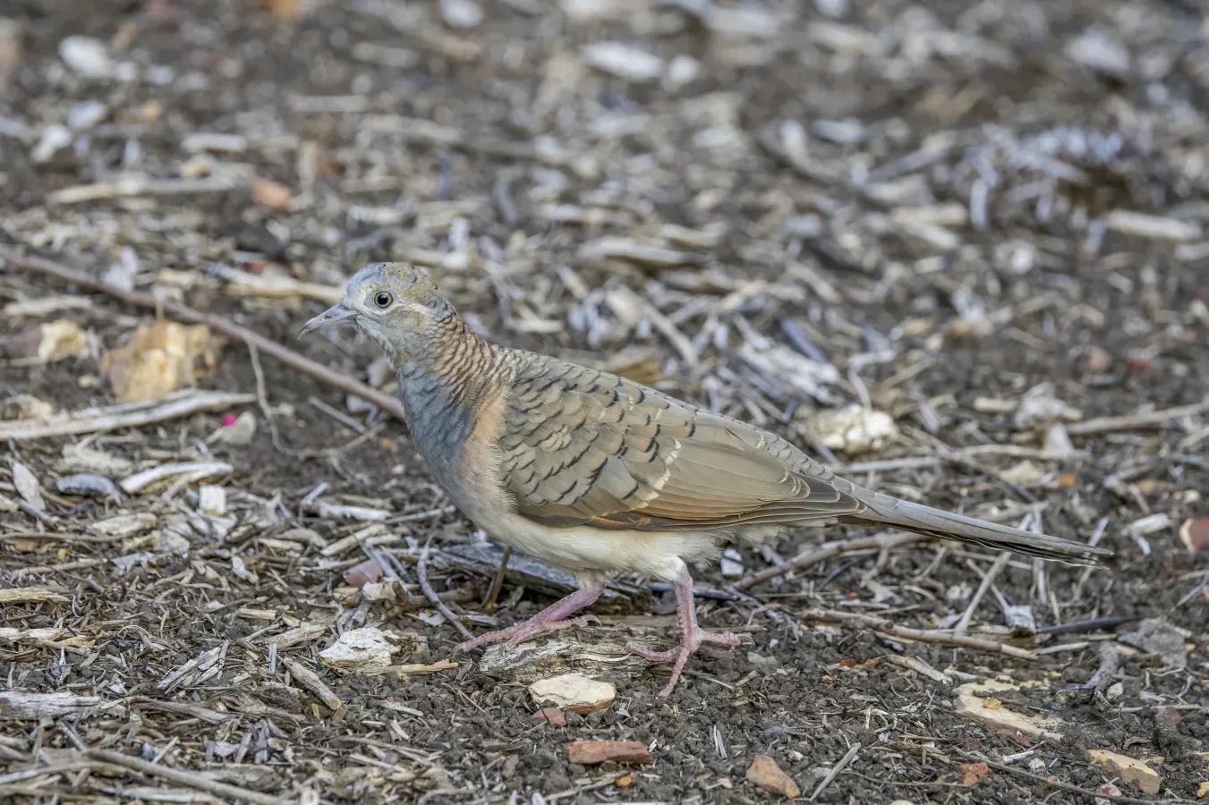 File:Bar-shouldered dove (Geopelia humeralis humeralis) Darwin.jpg