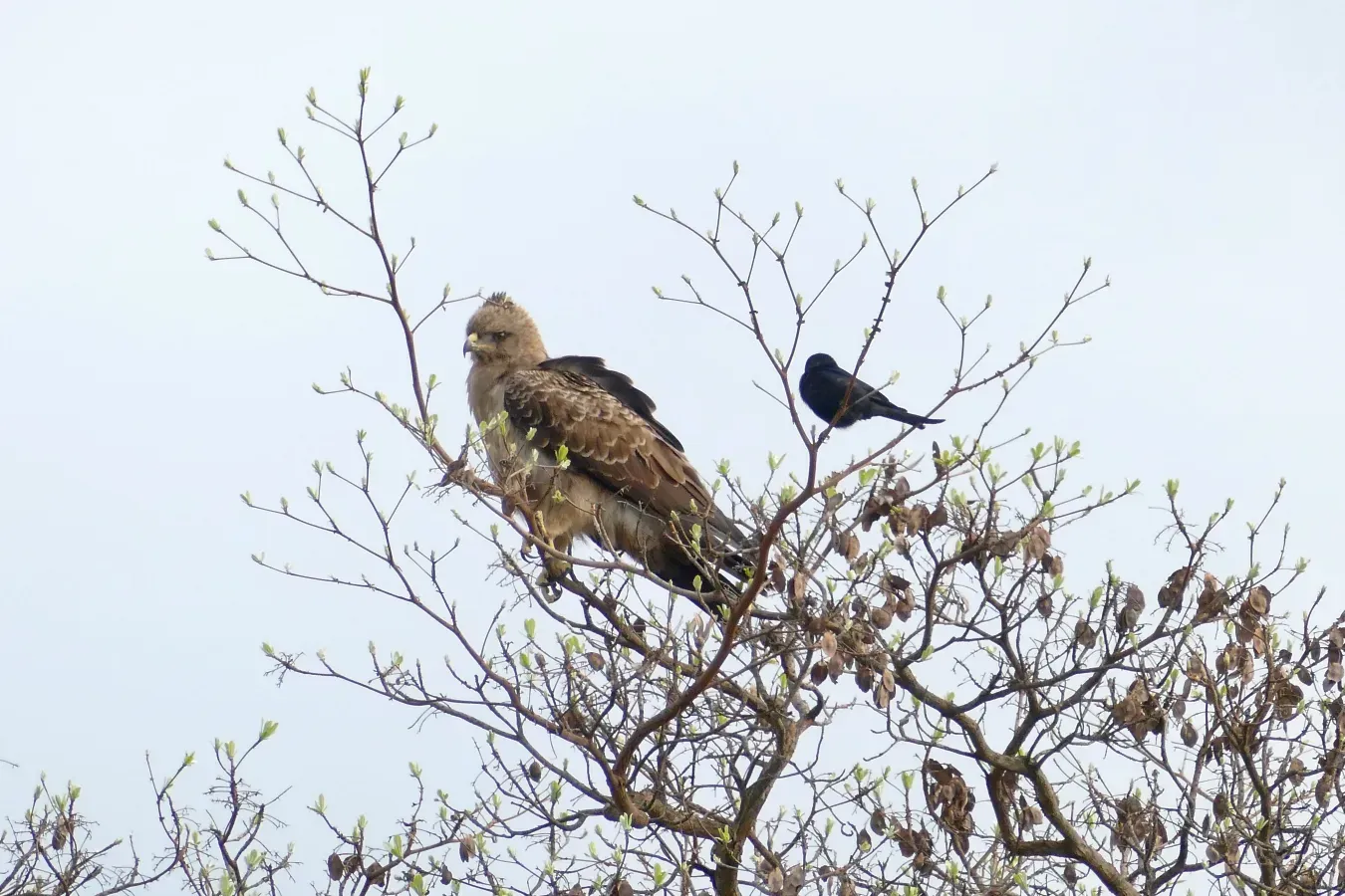 File:Day 24 Wahlberg's Eagle (Hieraaetus wahlbergi) (53471594494).jpg