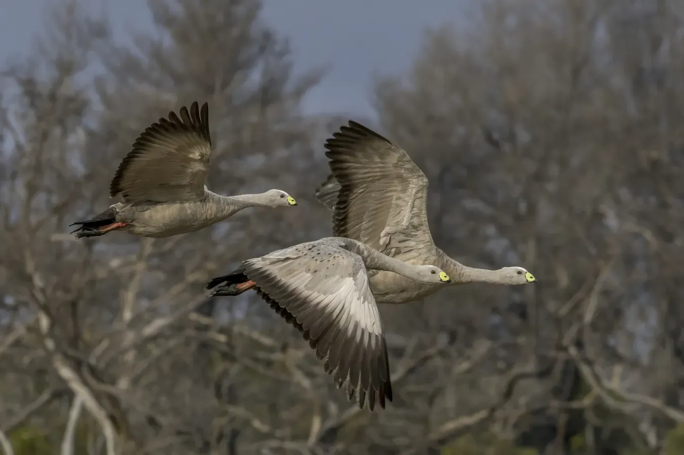 File:Cape Barren geese (Cereopsis novaehollandiae) in flight Kangaroo Island.jpg