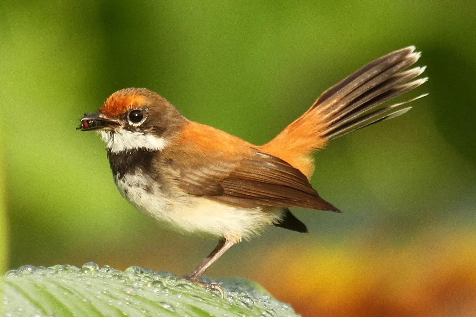 File:Rhipidura rufofronta ssp. russata.jpg