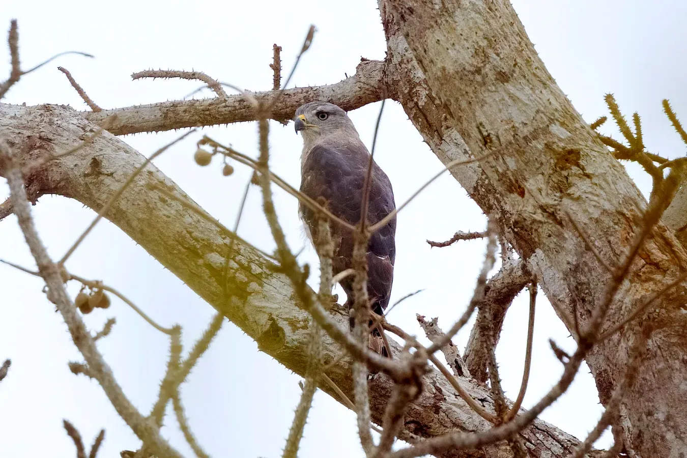 File:Circaetus fasciolatus, Arabuko Sokoke Forest, Kenya 1.jpg