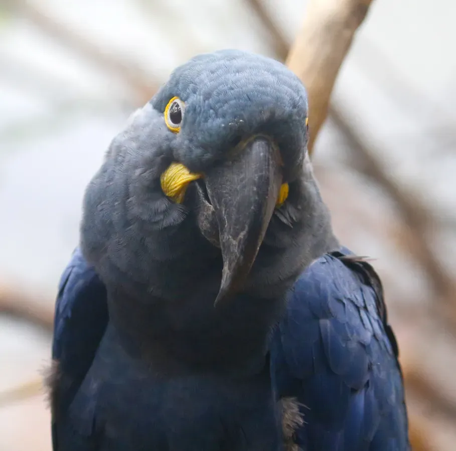 File:Anodorhynchus leari, Prague zoo.jpg