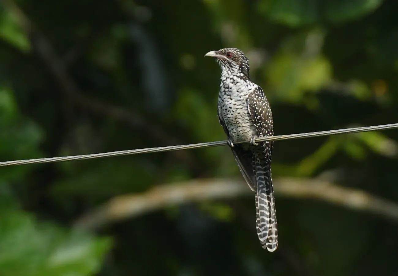 File:Eudynamys scolopaceus 310610109.jpg