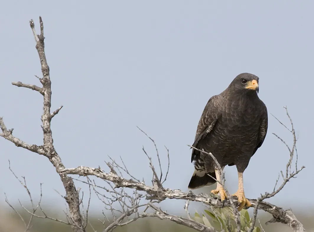 File:Buteogallus gundlachii -Camaguey Province, Cuba-8.jpg
