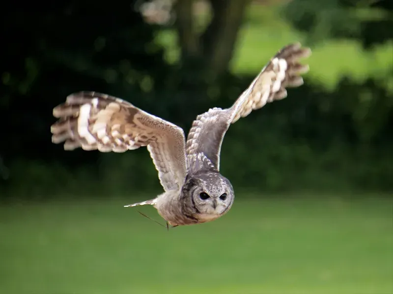 File:Abyssinian Eagle Owl (Bubo cinerascens) at ICBP - geograph.org.uk - 6230415.jpg