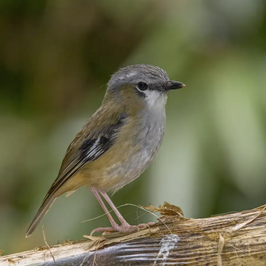 File:Grey-headed robin (Heteromyias cinereifrons) Atherton.jpg