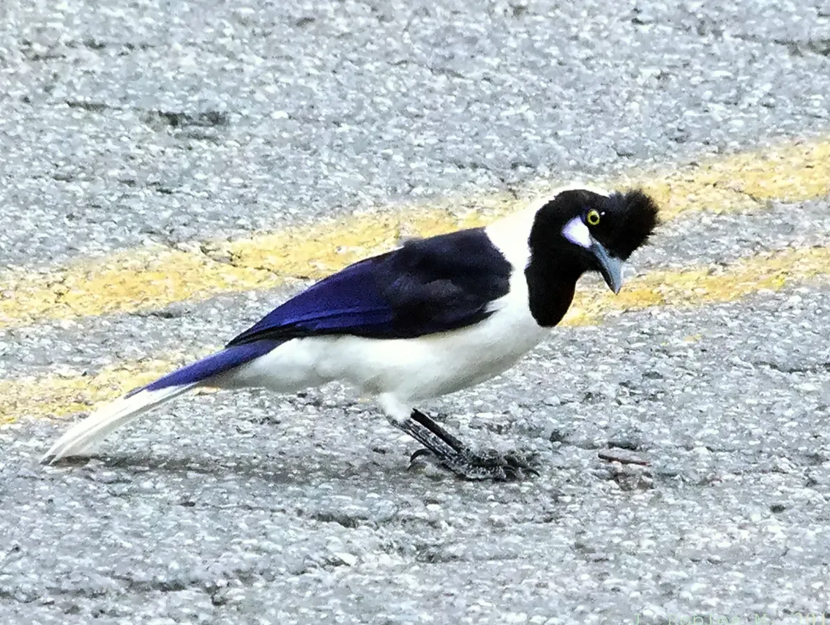 File:Chara pinta - Tufted jay (Cyanocorax dickeyi).jpg