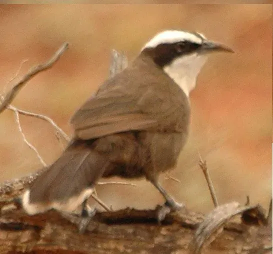 File:Pomatostomus halli 1.jpg