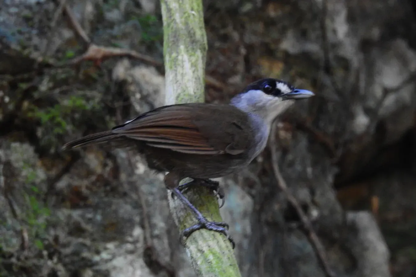 File:Malacocincla perspicillata 179807549.jpg