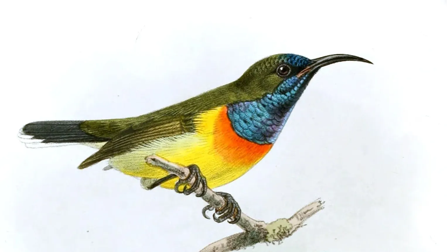 File:Cinnyris aurora Keulemans (cropped).jpg