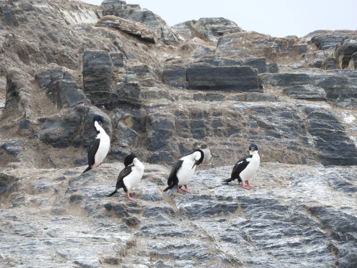 File:Leucocarbo atriceps, ARG.jpg