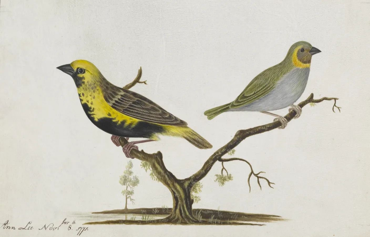 File:Euplectes afer (Gmelin) yellow-crowned bishop and Phonipara canora (Gmelin) Cuban grassquit - Ann Lee - 107-1973-10.jpg
