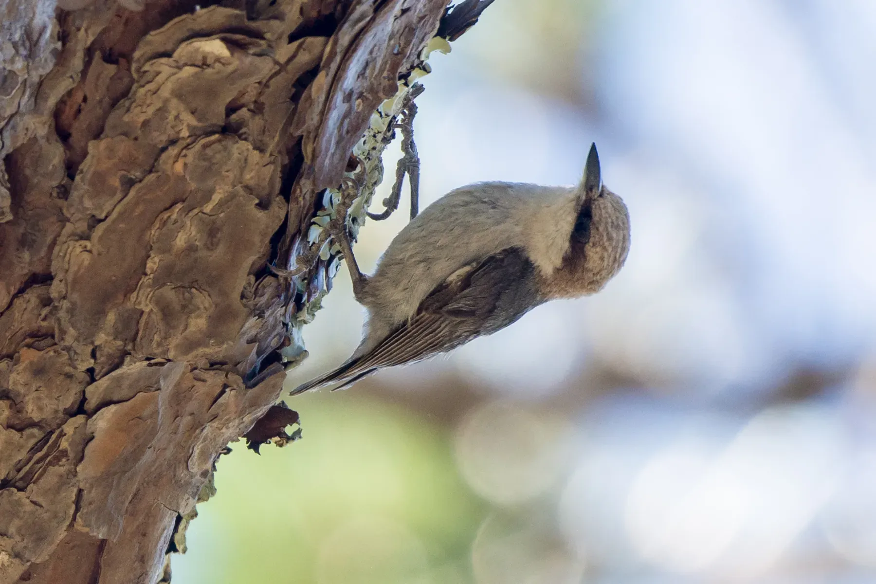 File:Brown-headed Nuthatch (Sitta pusilla) (34030399080).jpg
