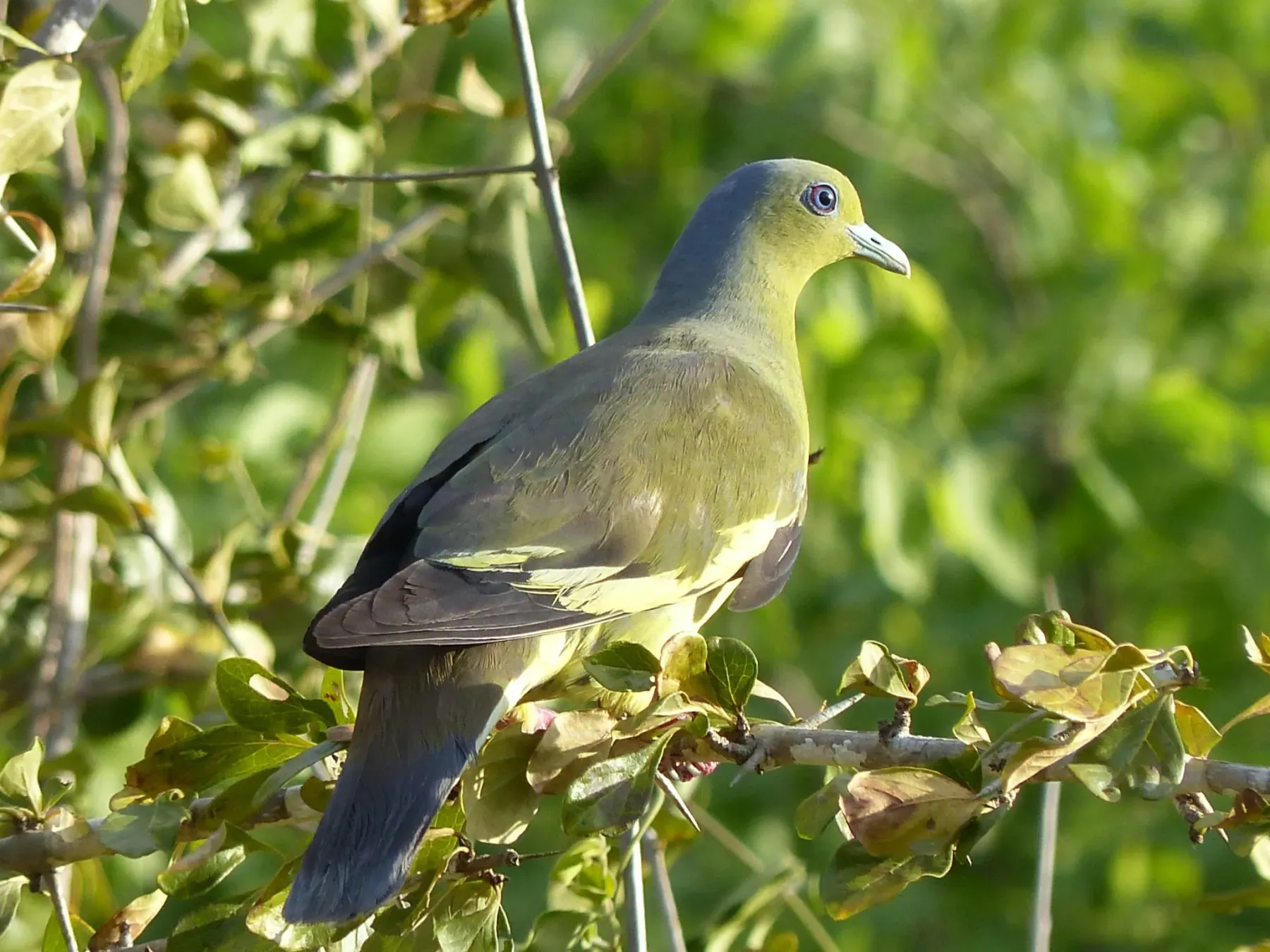 File:Treron bicinctus 113033820.jpg