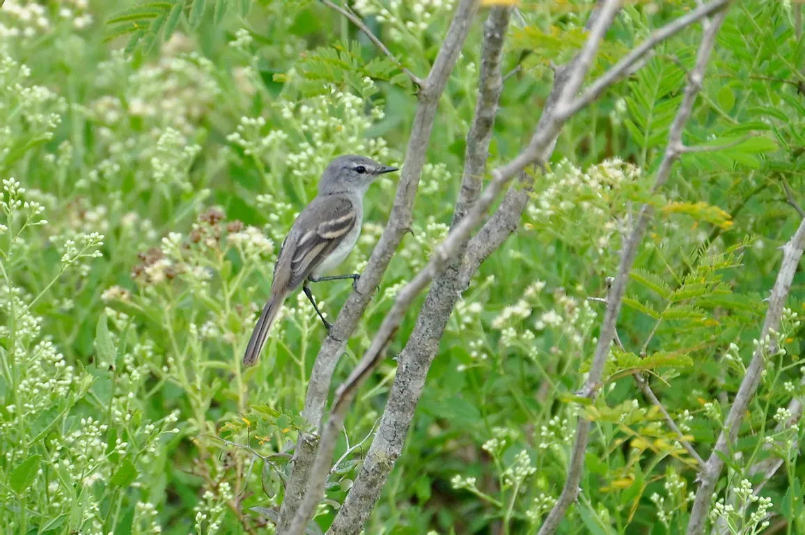 File:Serpophaga griseicapilla).jpg