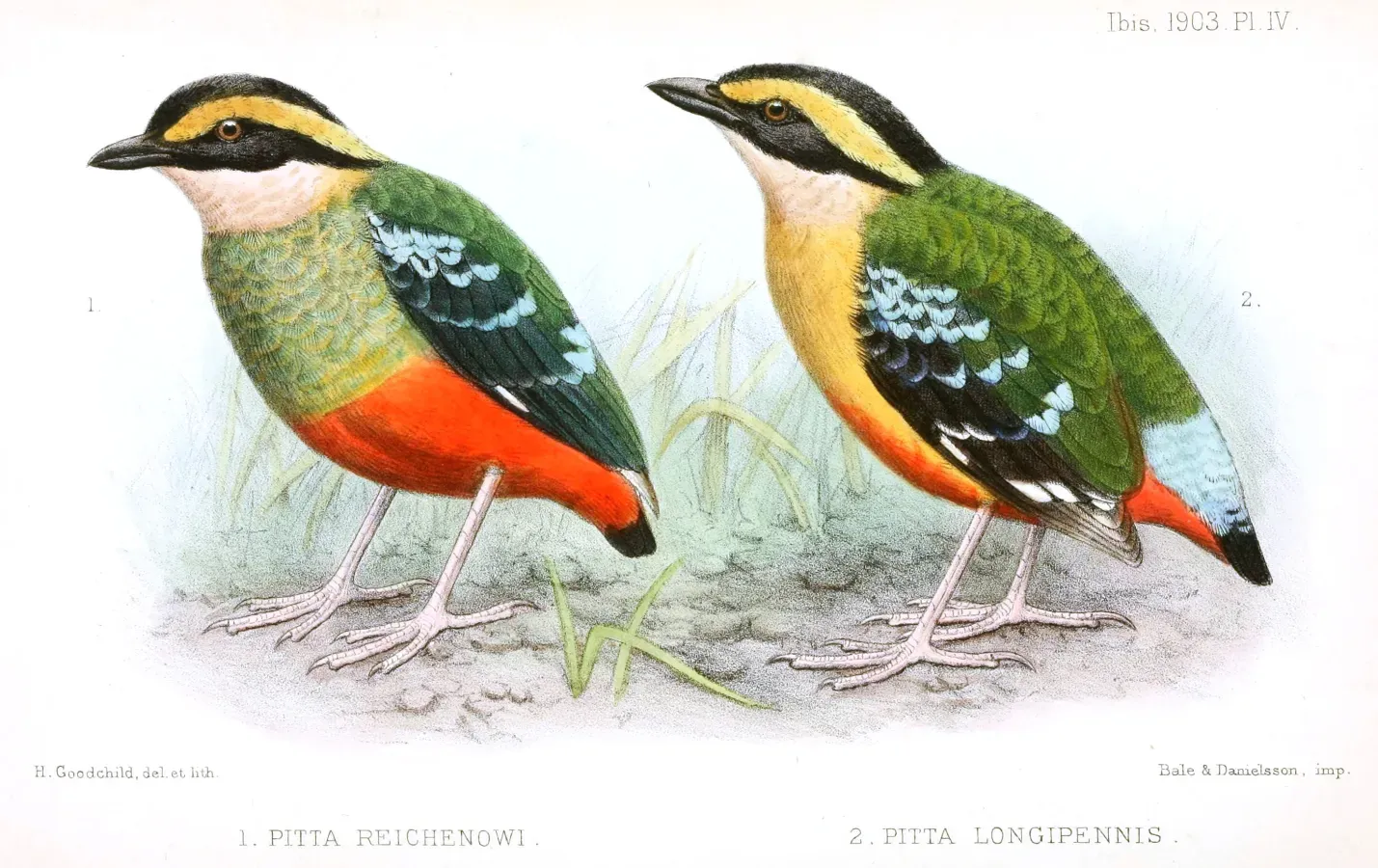 File:PittaReichenowiLongipennisGoodchild.jpg