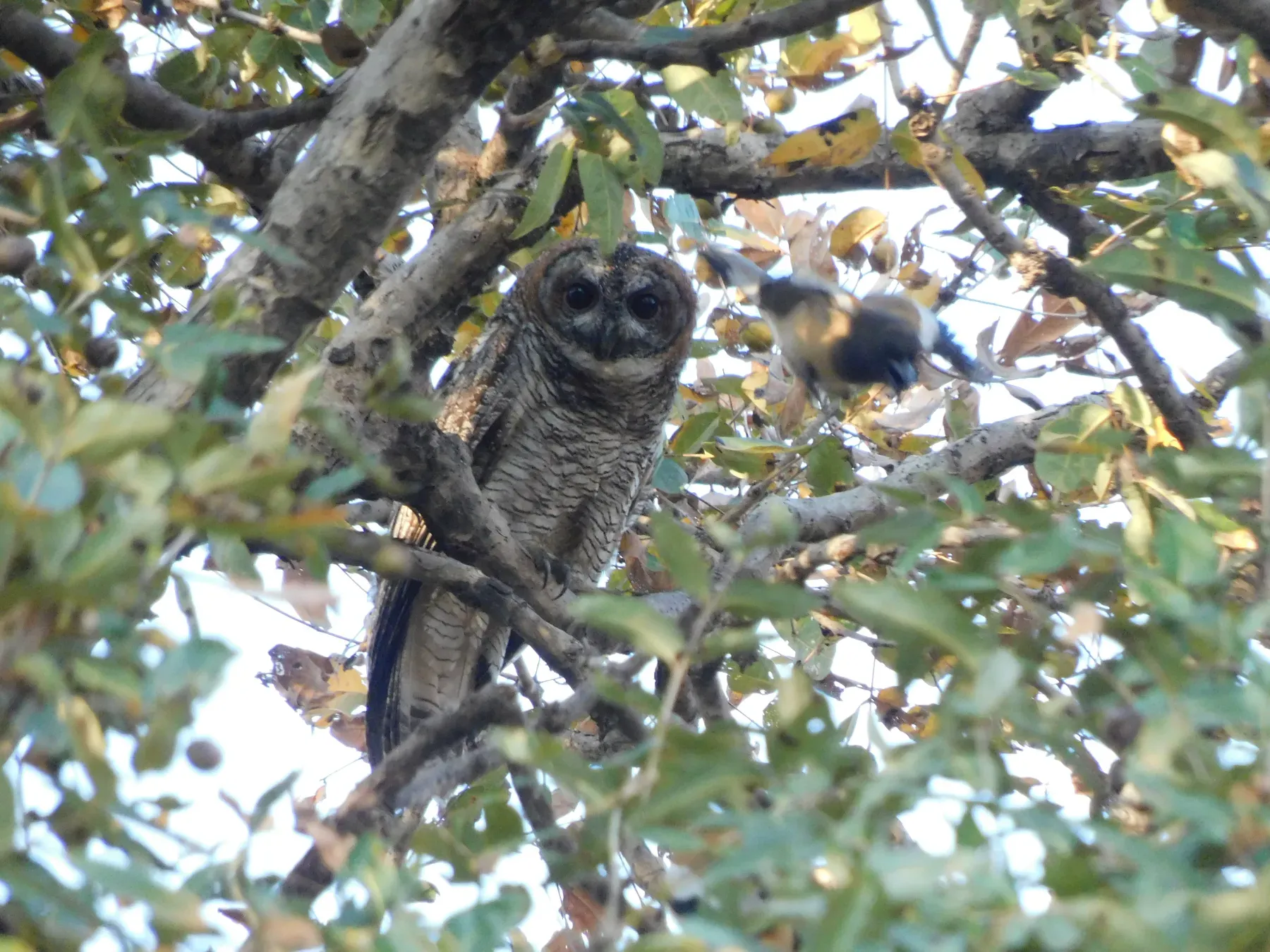 File:Mottled Wood Owl Strix ocellata DSCN3151 (2) 05.jpg