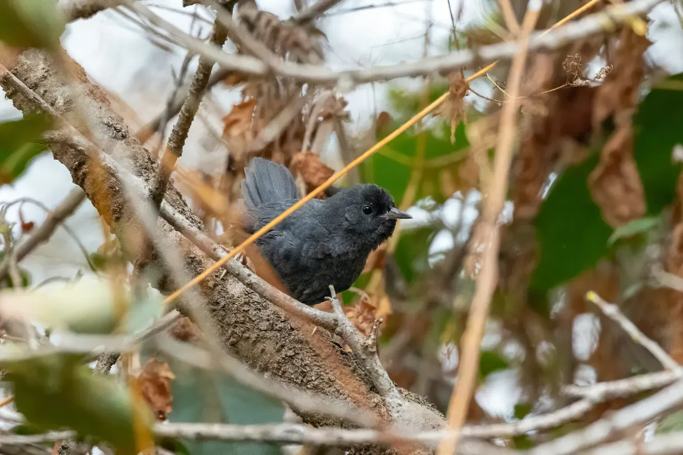 File:Scytalopus fuscus 355136174.jpg