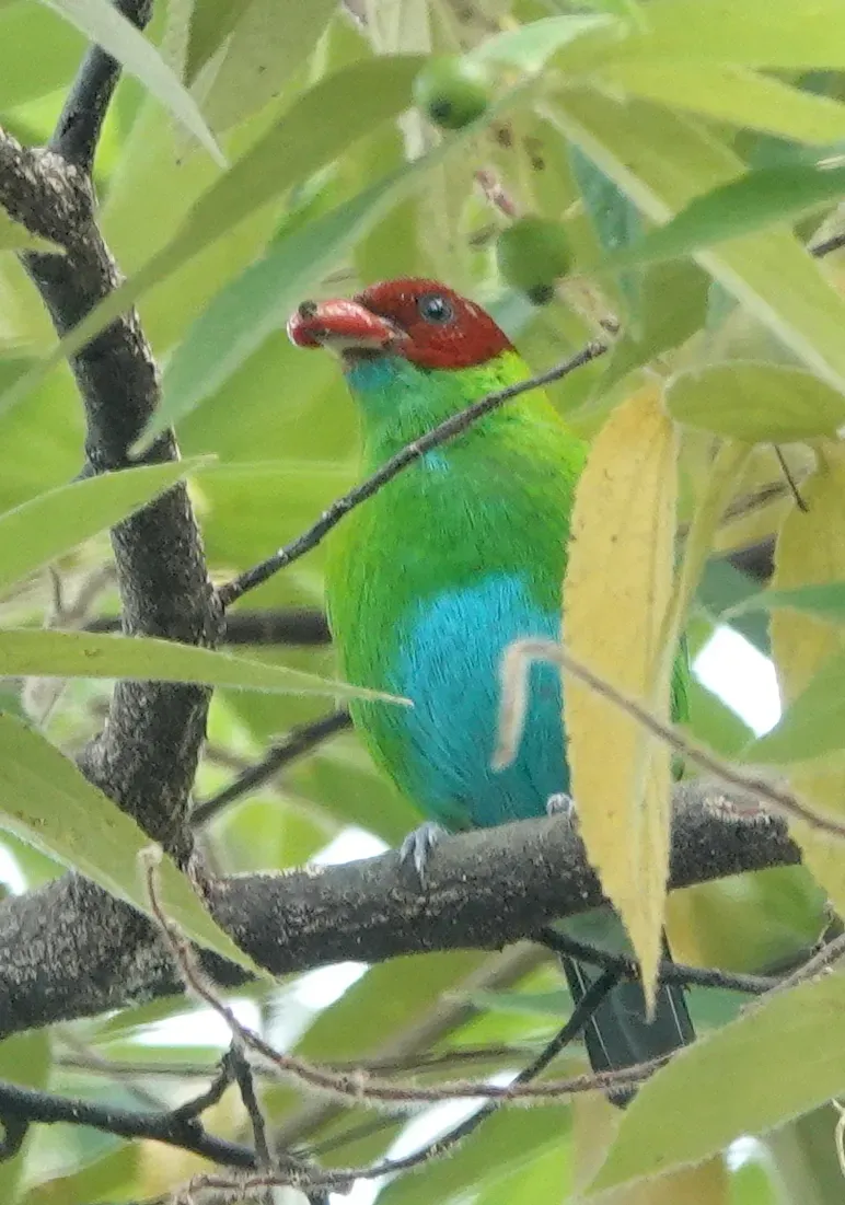 File:Tangara lavinia 172609637.jpg