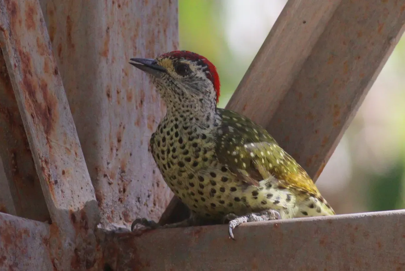 File:Campethera maculosa 190291666.jpg