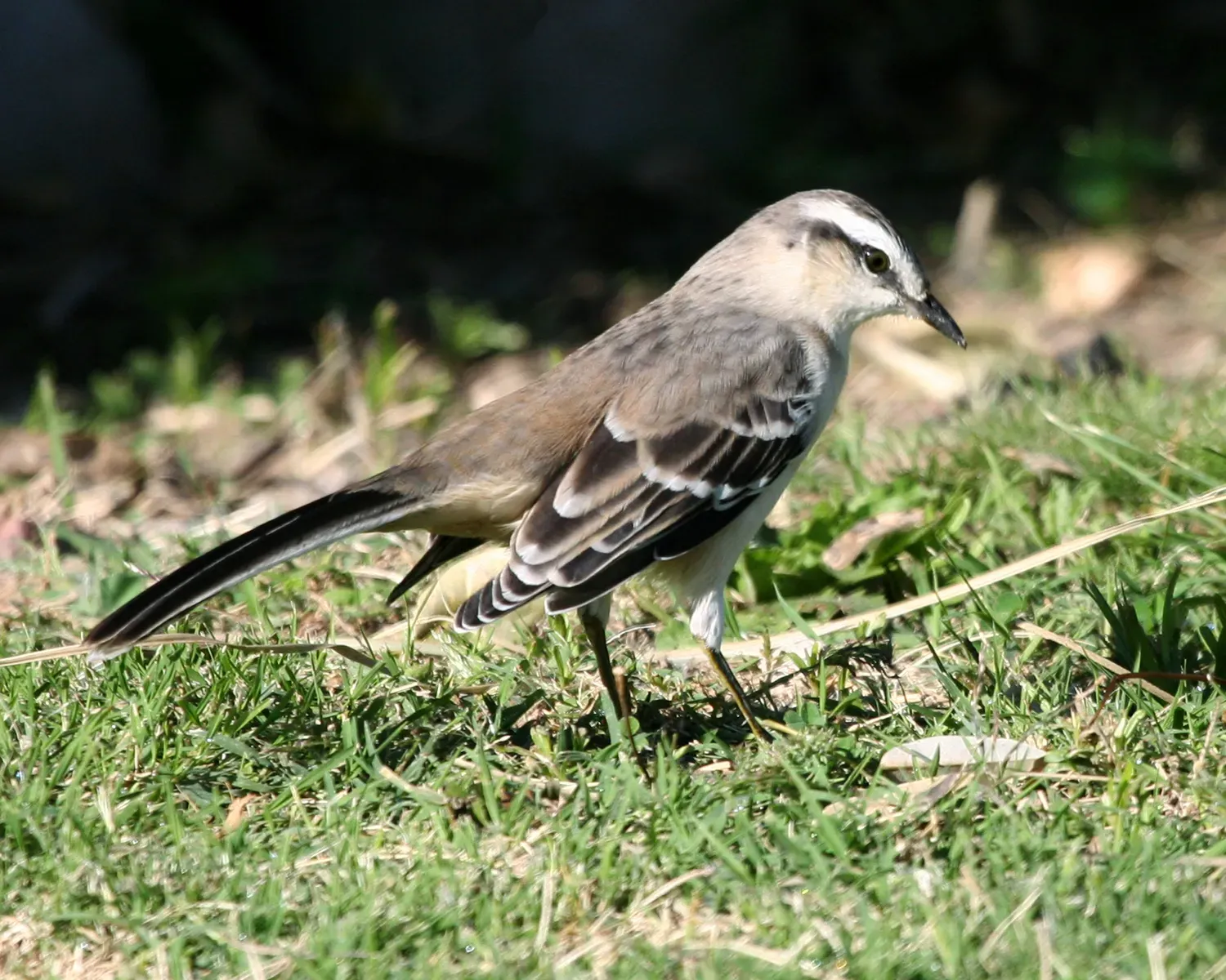 File:Chalk-browed Mockingbird (Mimus saturninus), Costanera, Buenos Aires, Argentina.jpg