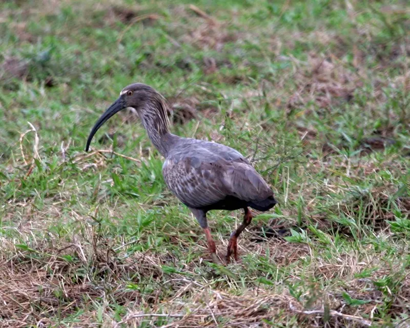 File:Plumbeous Ibis (Theristicus caerulescens).jpg