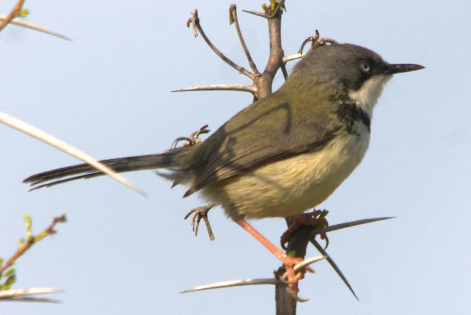 File:Apalis thoracica 1.jpg