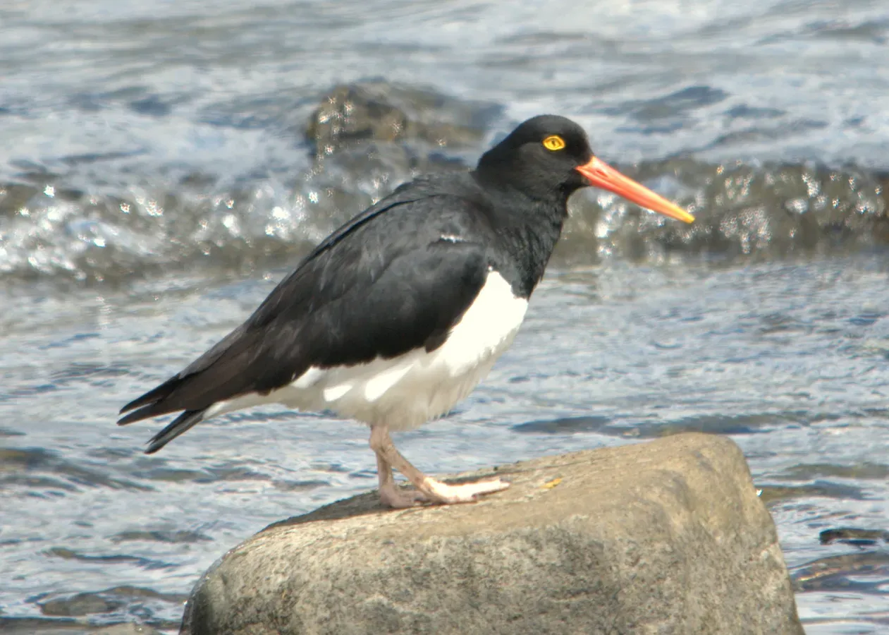 File:Haematopus leucopodus 3.jpg