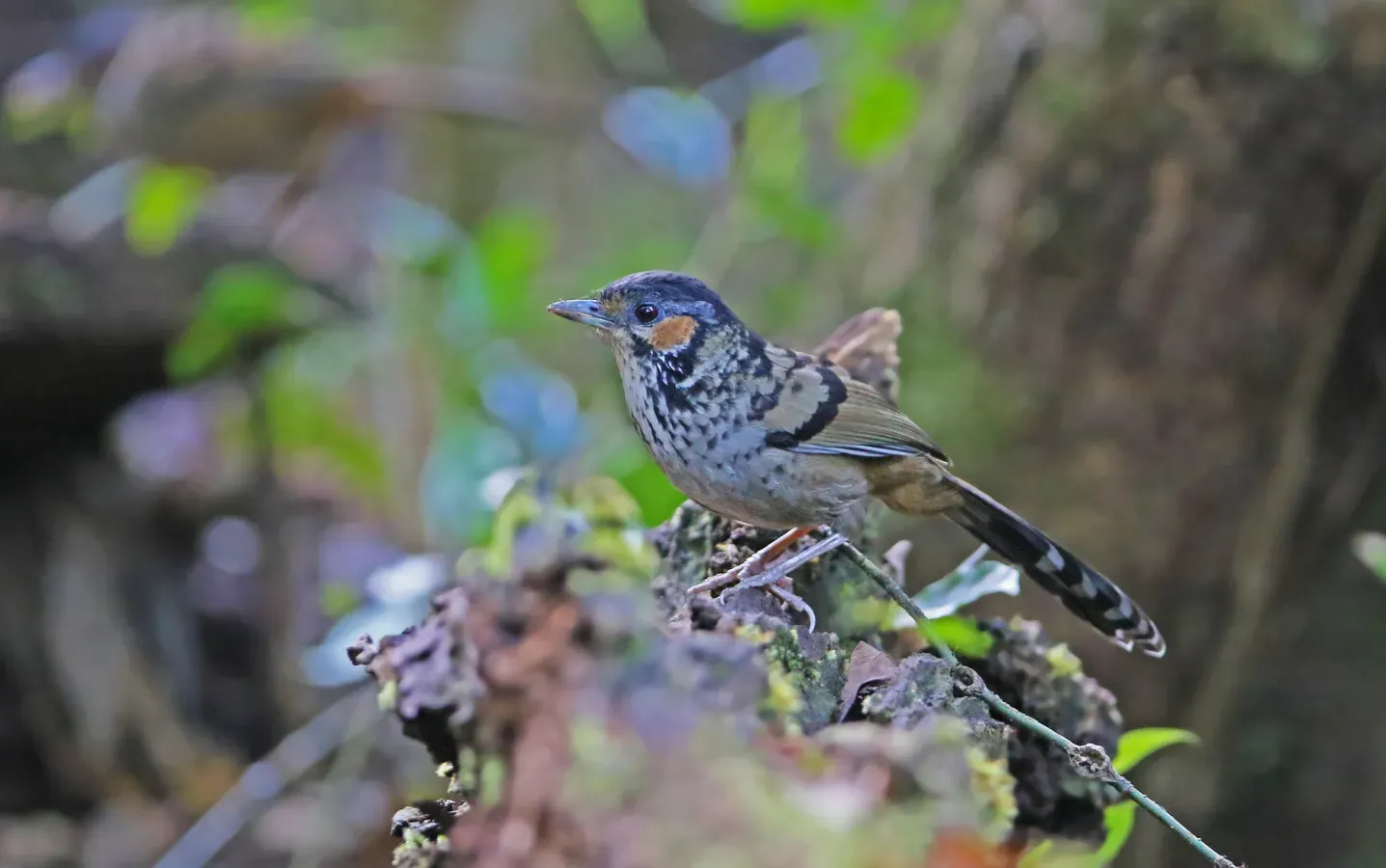 File:Ianthocincla konkakinhensis 105778479.jpg