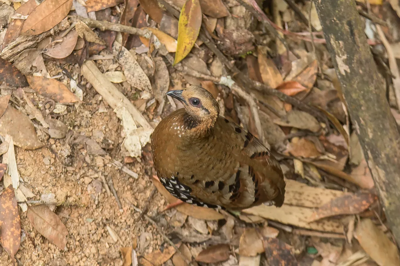 File:Arborophila cambodiana diversa 133527500.jpg