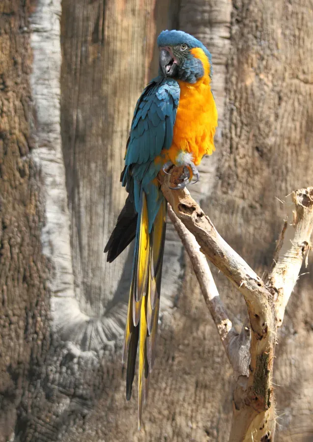 File:AraGlaucogularisFull.jpg