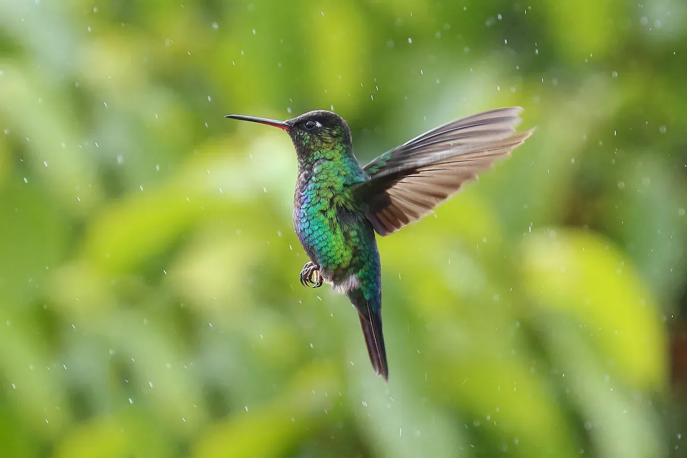 File:Panterpe insignis in Costa Rica 01.jpg