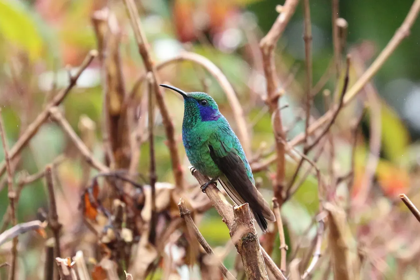 File:Colibri cyanotus in Costa Rica.jpg