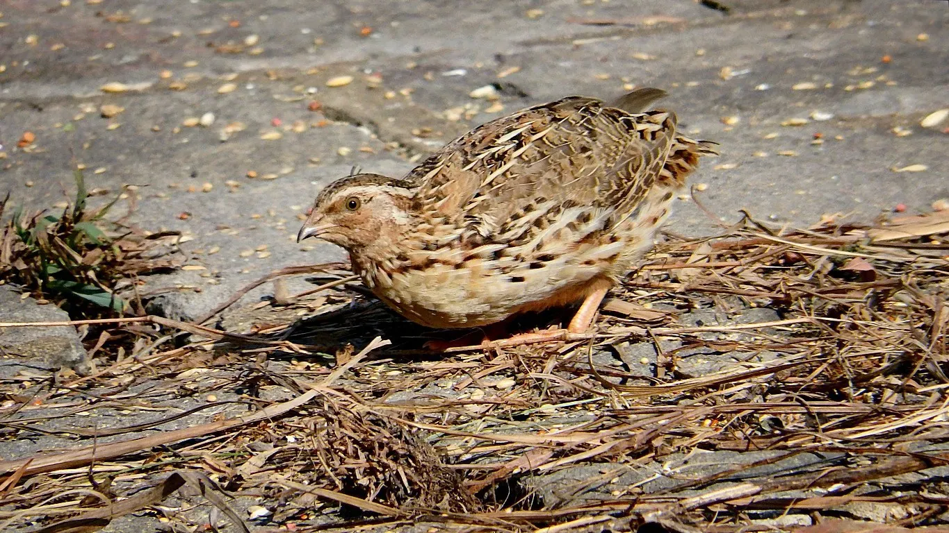 File:Coturnix japonica, Yehliu, Taiwan 1.jpg