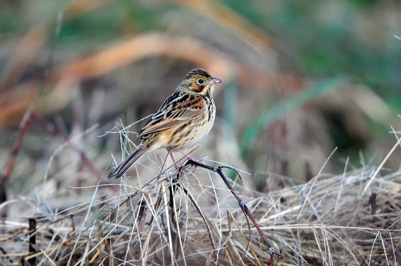 File:Emberiza fucata.jpg
