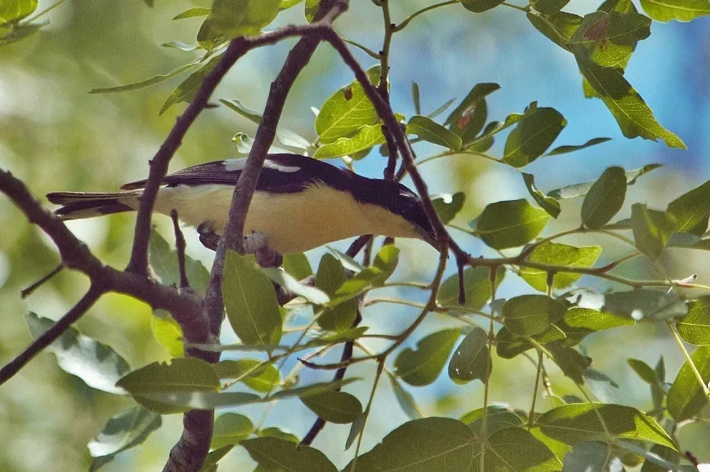 File:Hyliota australis 340918595.jpg