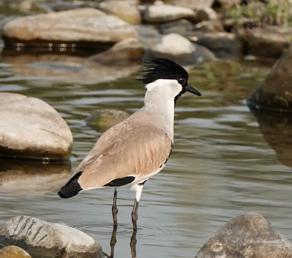 File:Vanellus duvaucelii 128354935.jpg