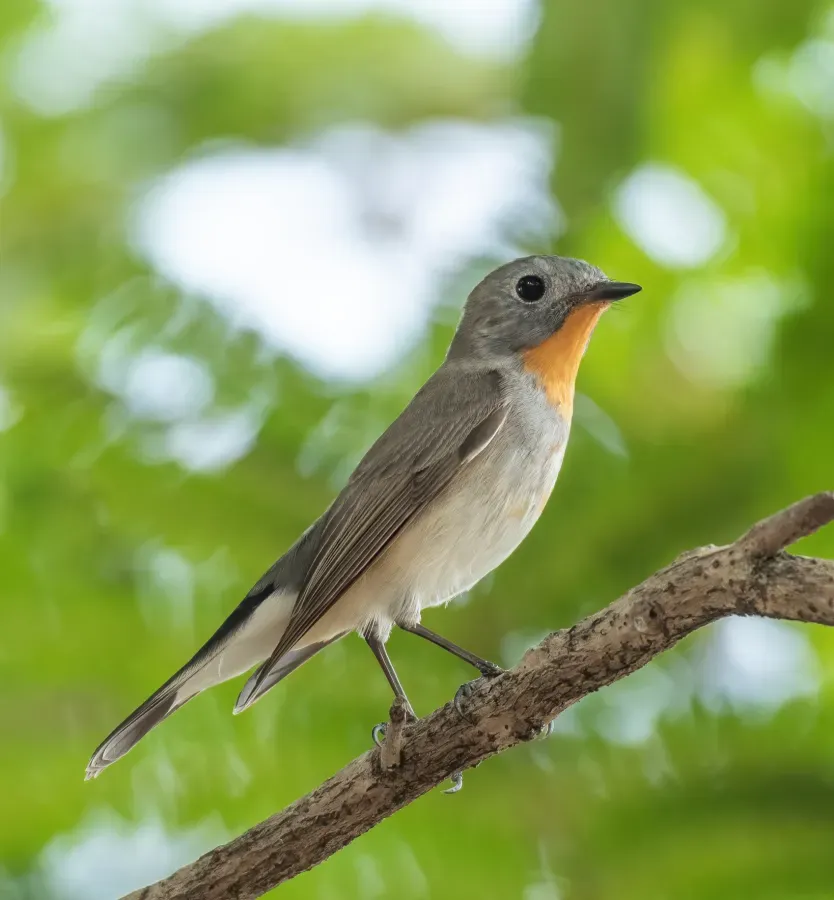 File:Ficedula albicilla 364834101 (cropped).jpg