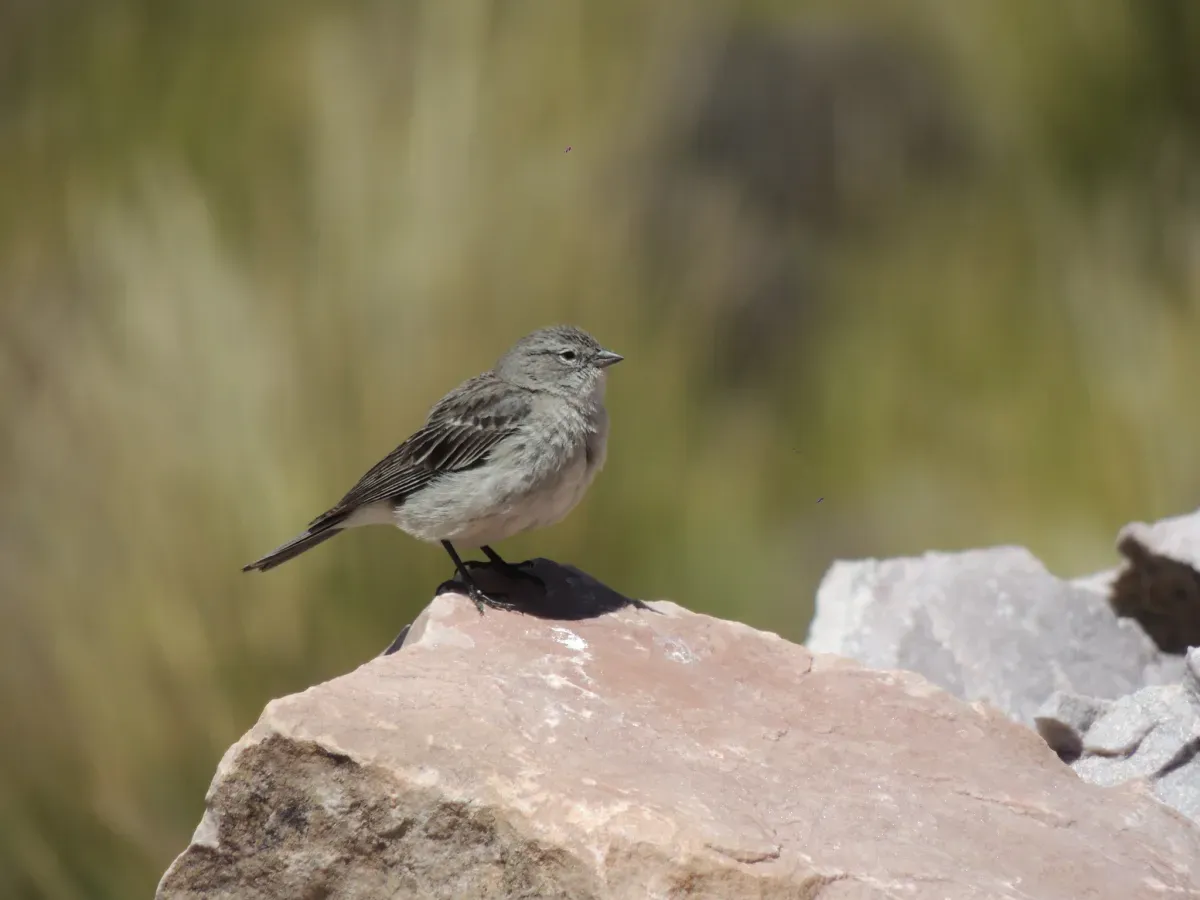 File:Geospizopsis plebejus 183105372.jpg