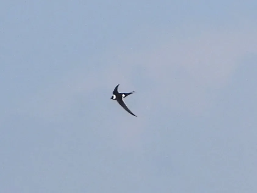 File:Panyptila sanctihieronymi 346290117.jpg
